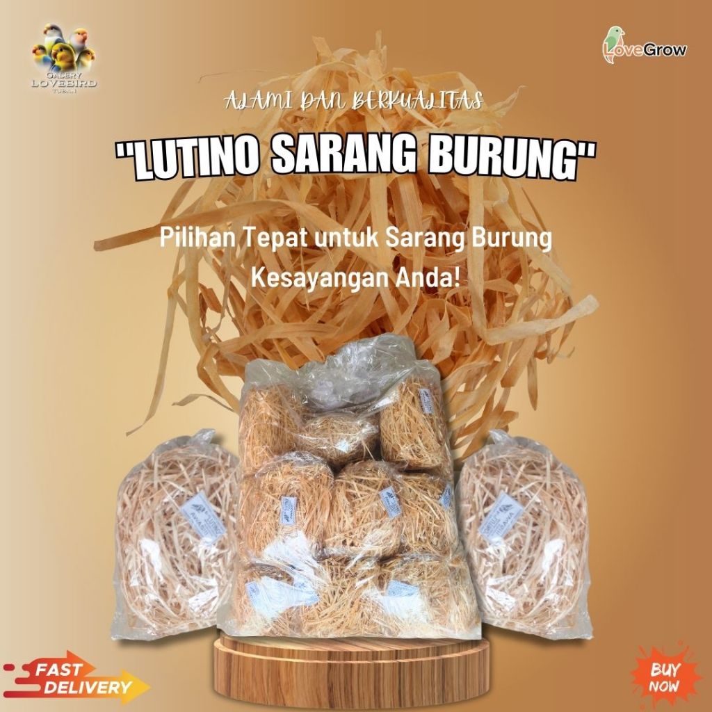 SARANG BURUNG LOVEBIRD LUTINO
