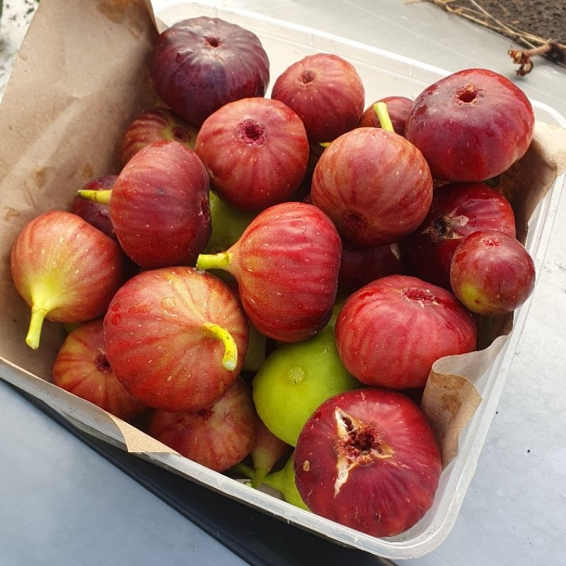 

buah tin buah obat turun dari surga sesuai dengan ada yang di Al-Qur'an