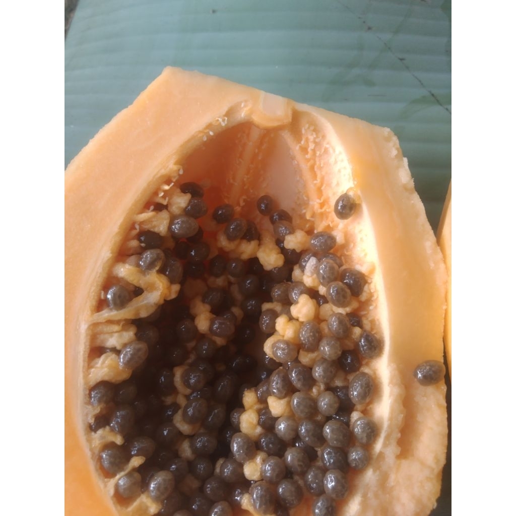 

benih biji. pepaya ungu siap semaey bibit unggul /100biji