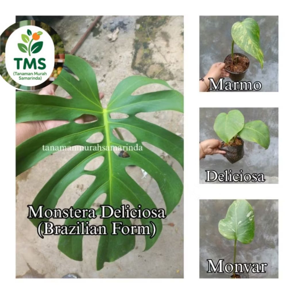 TMS~ Monstera Brazilian Form bibit bonggol daun 1 berakar monstera deliciosa monstera varigata monst