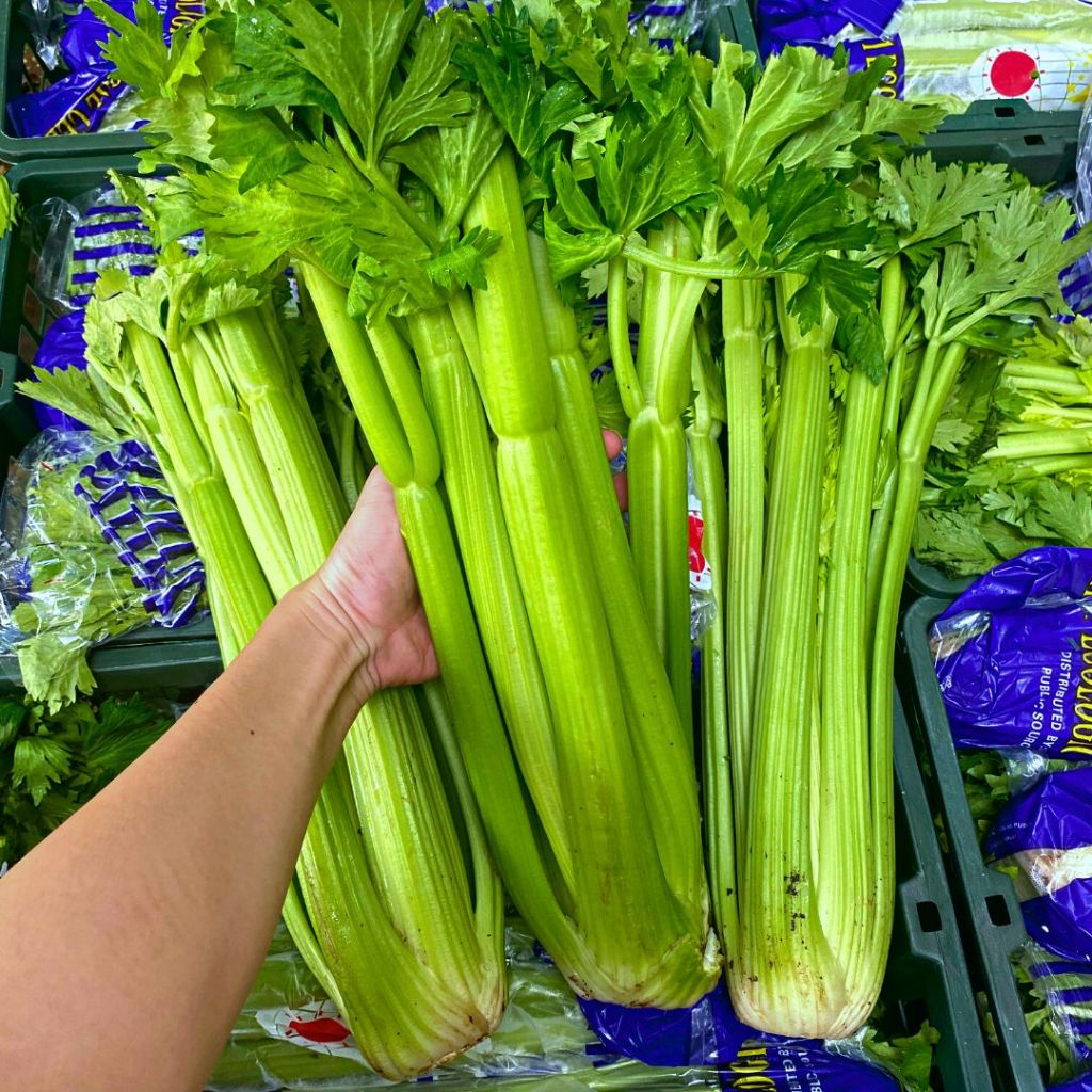 

Celery Stick Seledri Batang Besar IMPORT 1KG fresh