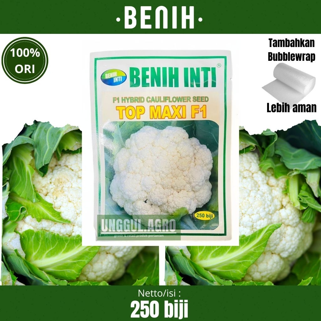 Benih bunga kol kembang kol TOP MAXI F1 dari benih inti