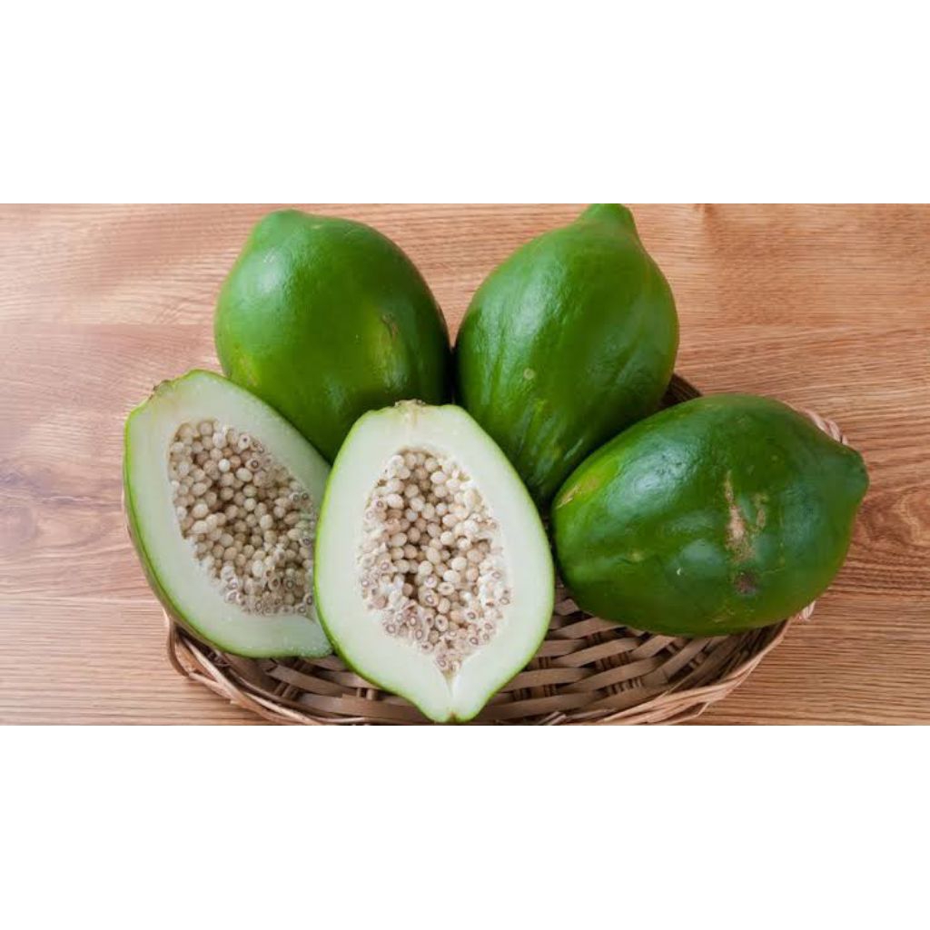 

promo Buah pepaya muda papaya sayur obat herbal 1