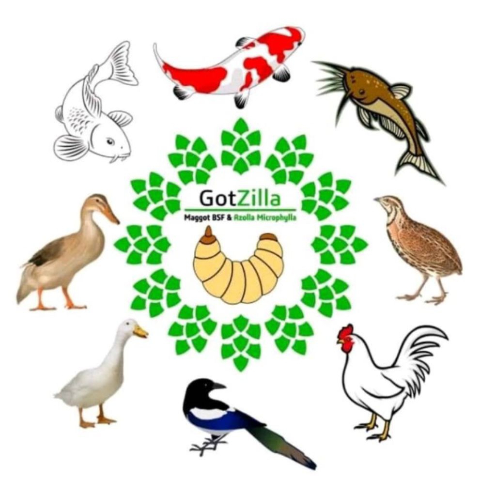 

HIGH PREMIUM Maggot BSF Majapahit