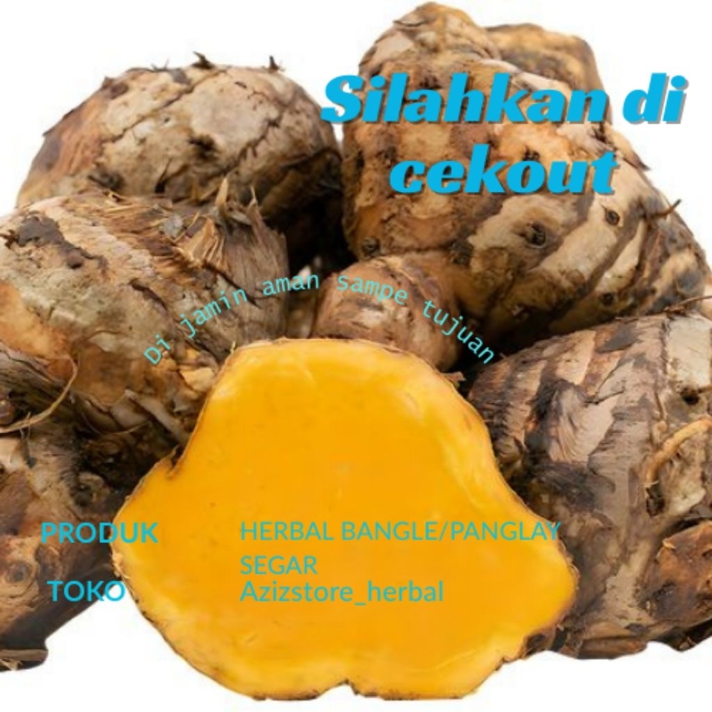 

1 kg bangle segar/panglay segar kualitas terbaik