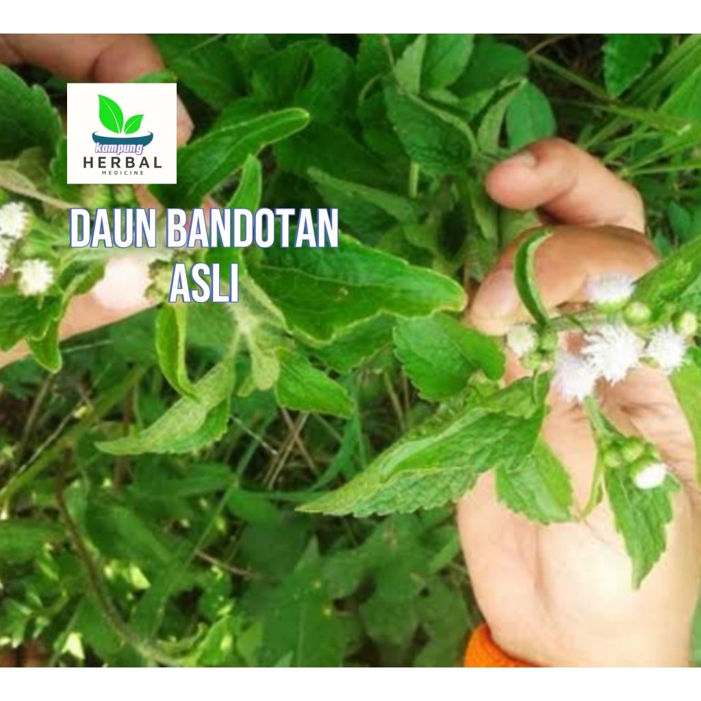 

daun bandotan segar 1kg