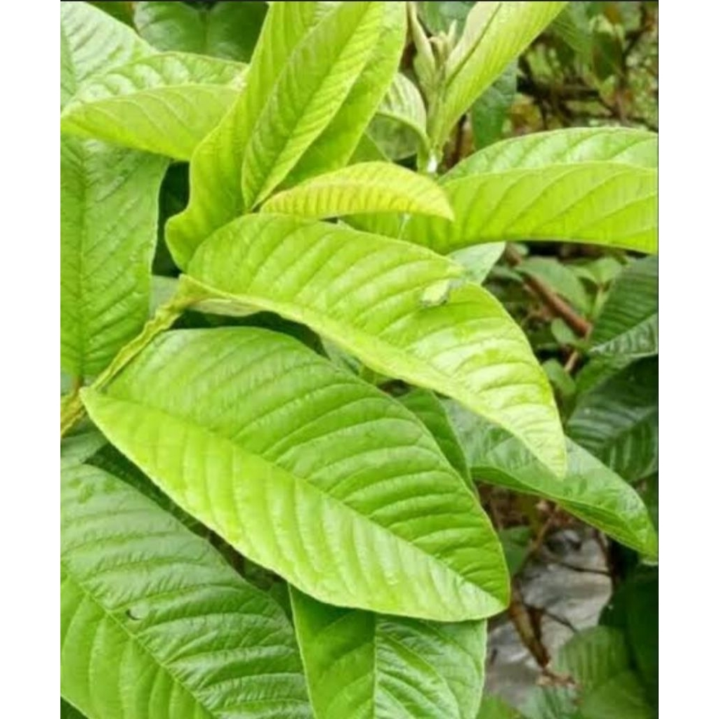 

Daun Jambu Klutuk Biji Organik 1 Kg