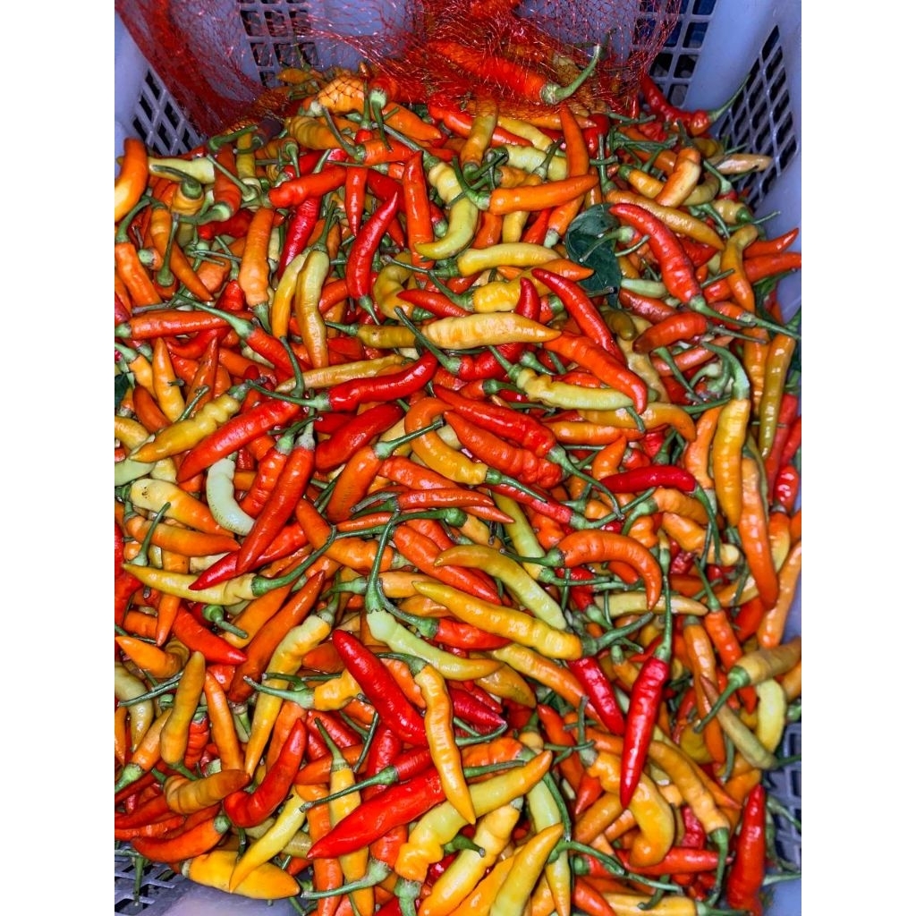 

(500gr) cabe rawit setan