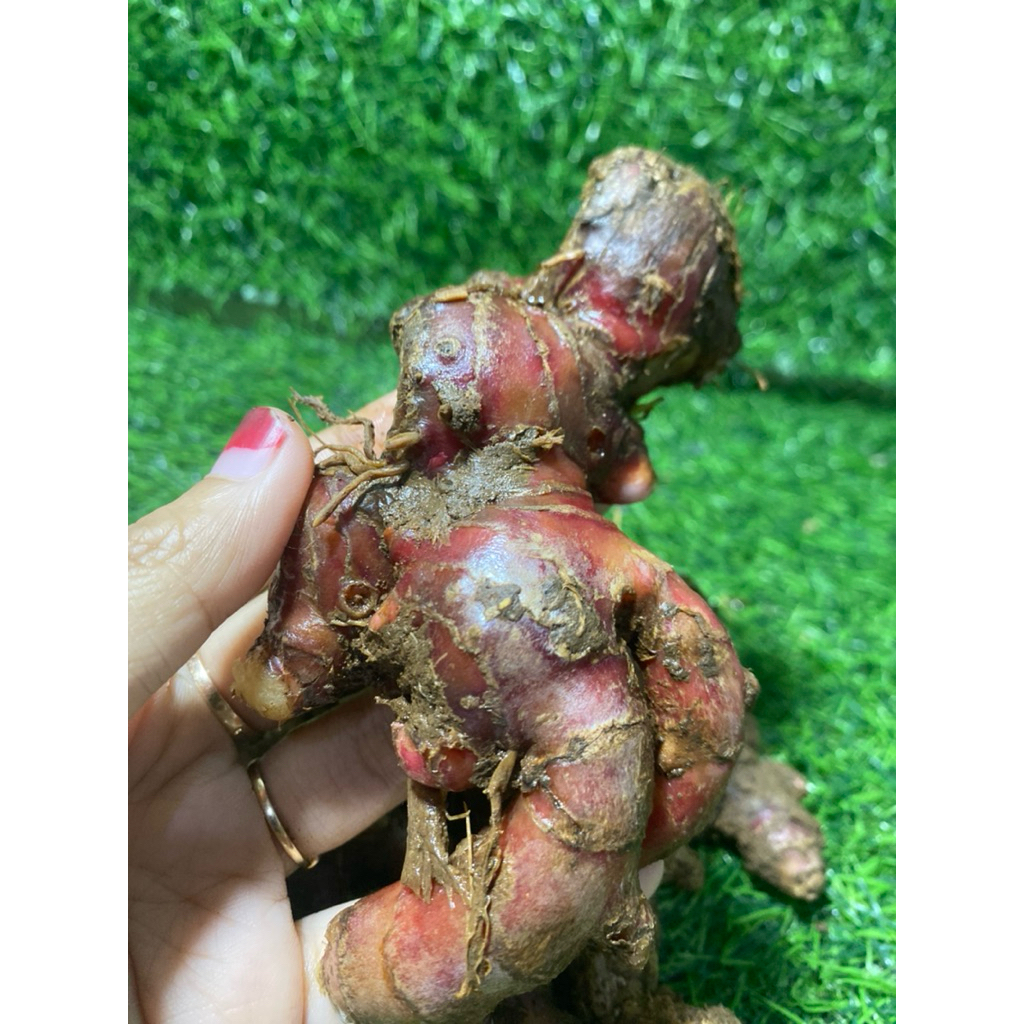 

Jahe merah rempah fresh wonogiri