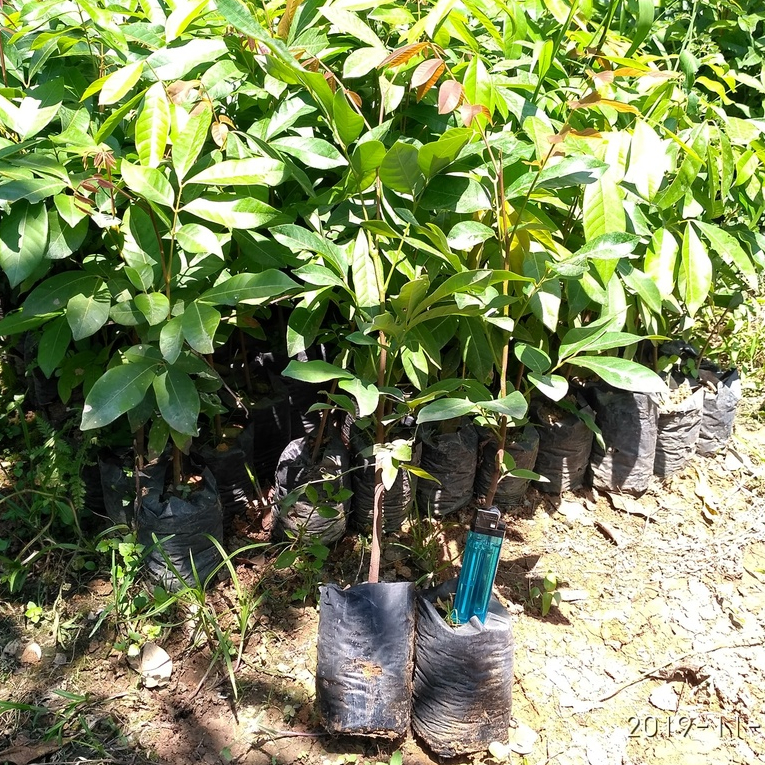 Bibit Tanaman Kelengkeng Seedling Semai Biji
