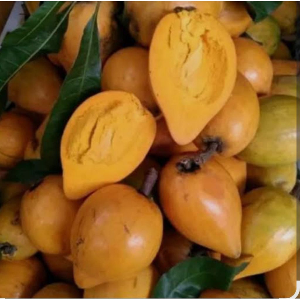 

BUAH ALKESA FRESH MANIS ( SAWO MENTEGA )HRP CHAT DAHULU