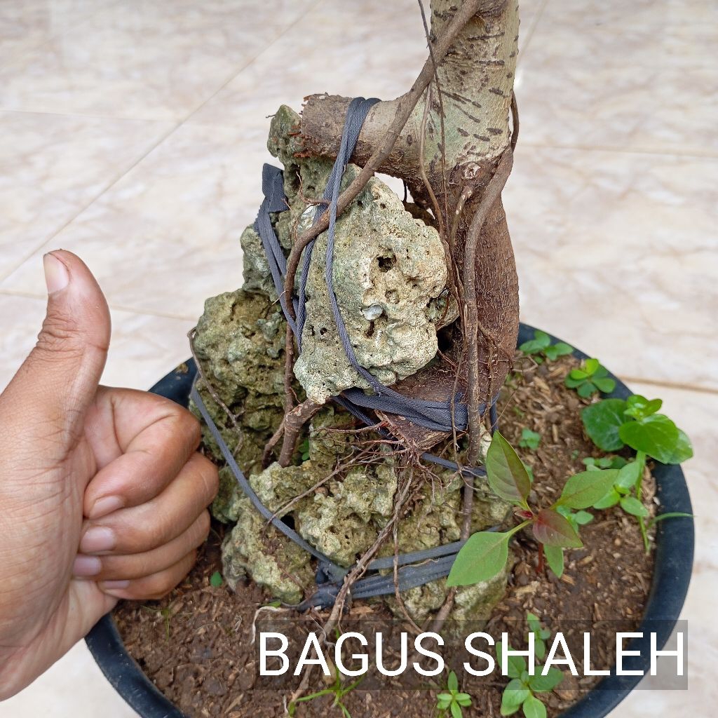 BONSAI BERINGIN IPRIK/ PREH