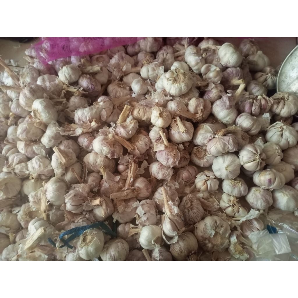 

Bawang Putih 1 kg