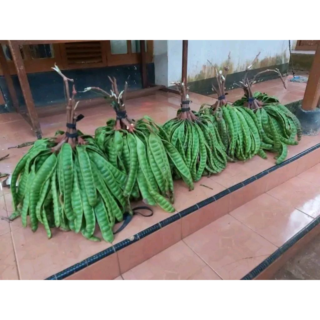 

pete padi per 10 papan atau lenjer