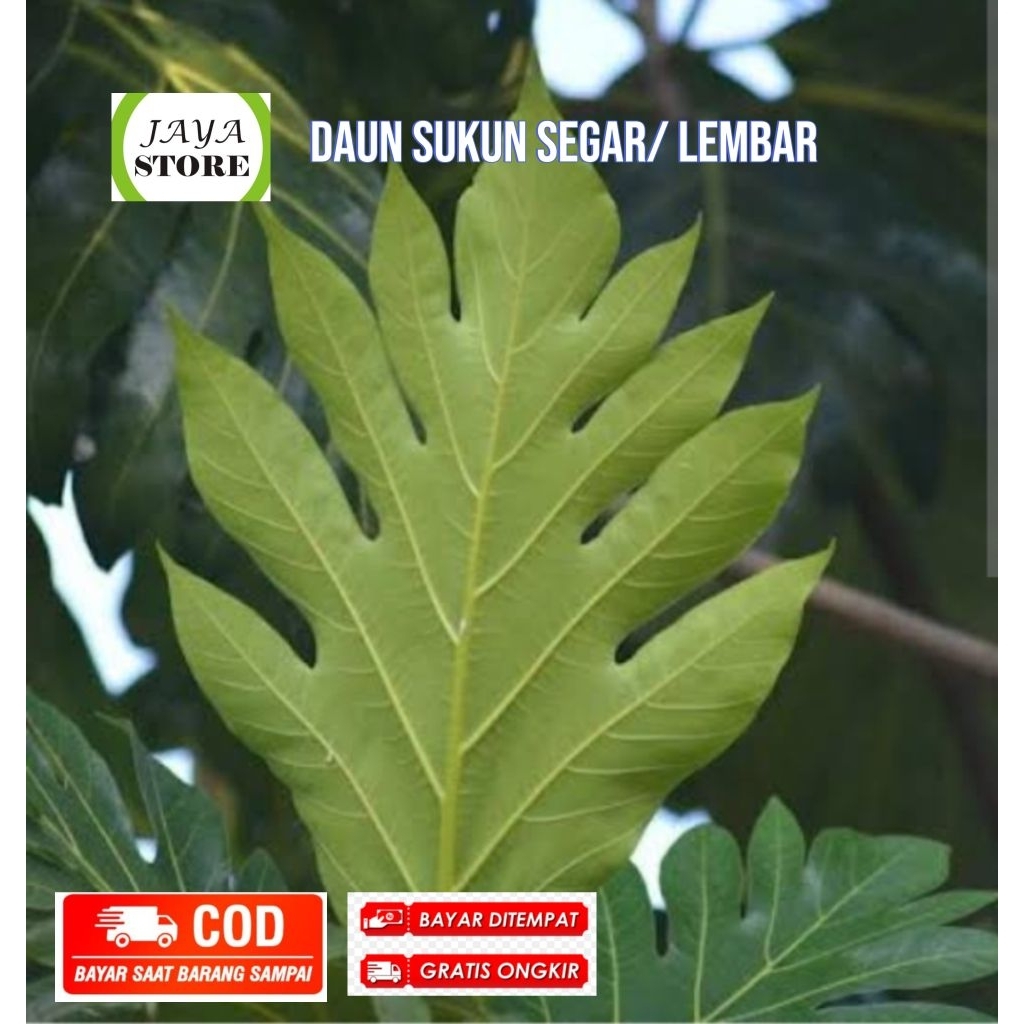

daun sukun /lmbar