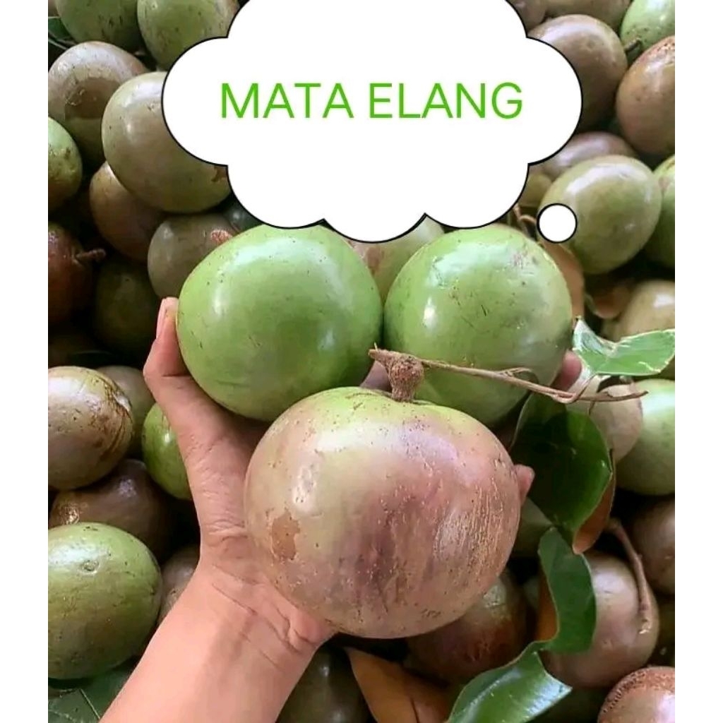 

Merah Merona Manecu Kenitu apel susu karpel sawo Manila matang siap makan