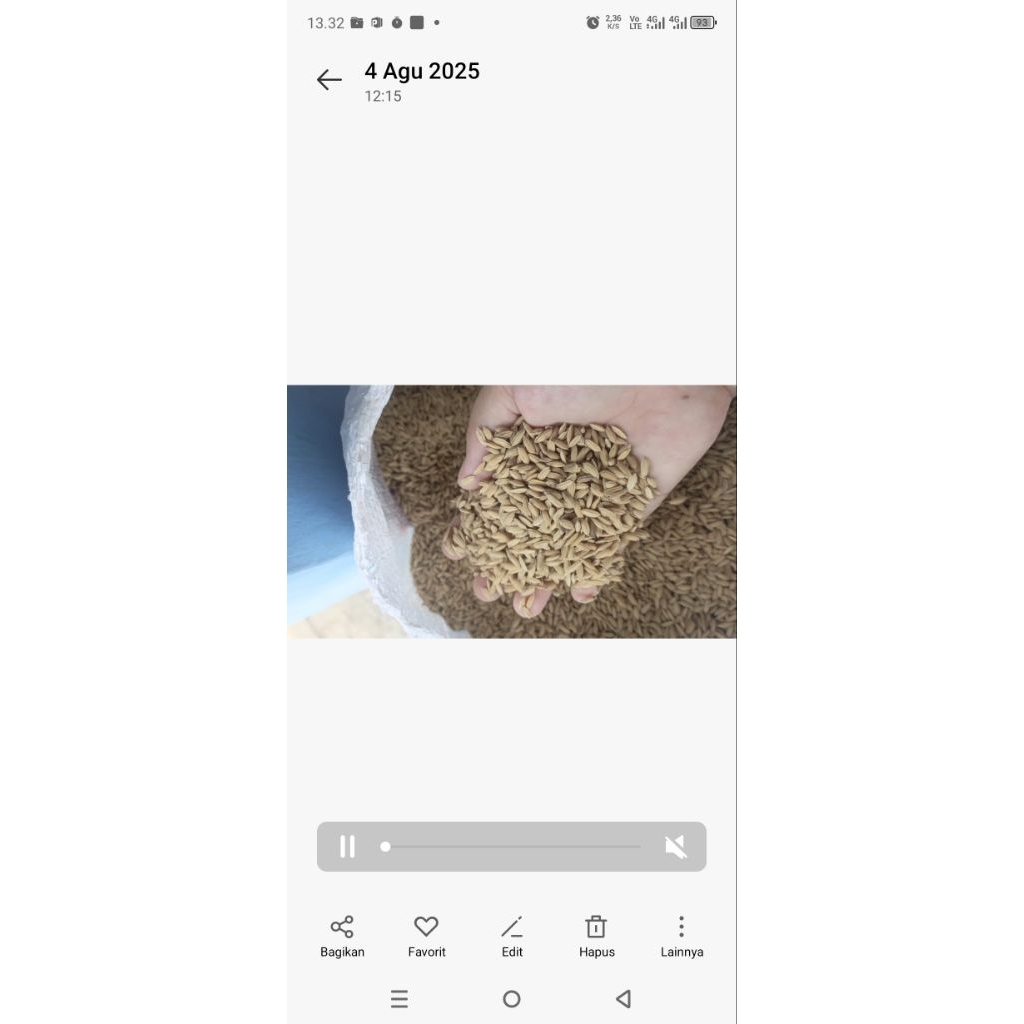 Gabah muncul/bulet kering bersih untuk pakan ayam