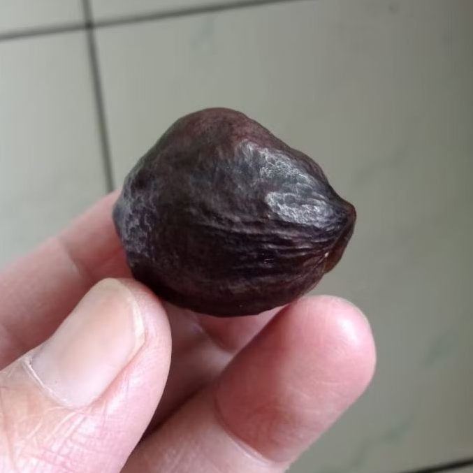 Kemiri Adu Muncang Adu Jalim Jawa Ori Urgen Matang