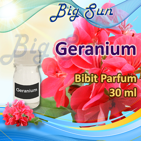 Bibit Parfum Wangi Geranium / Bunga Geranium