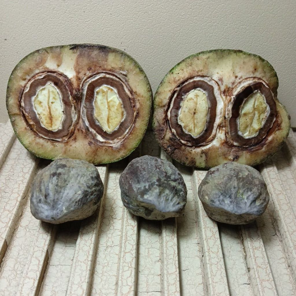 

Muncang adu asli Garut JALIM