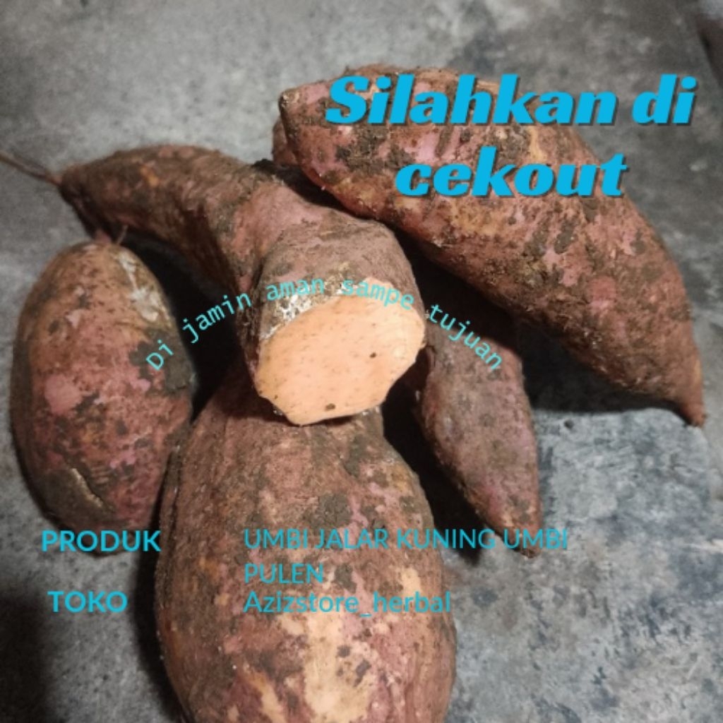 

Umbi jalar kuning pulen/umbi kuning segar berat 500 gram