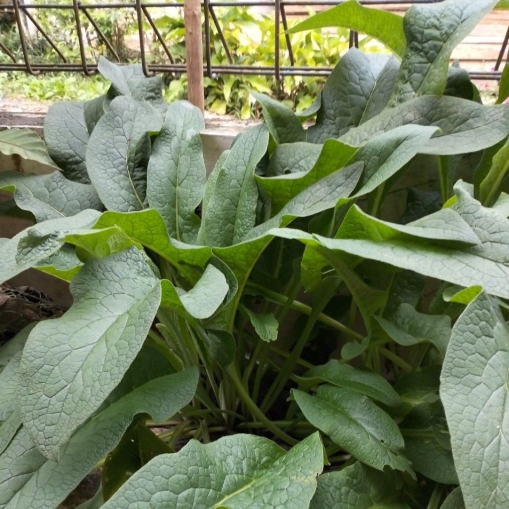 

Daun Komfrey Segar Berat 500Gram Dadakan.