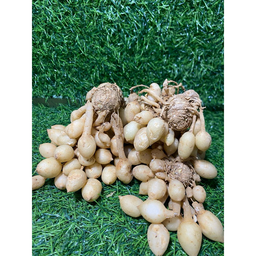 

bonggolan kunyit gombyok