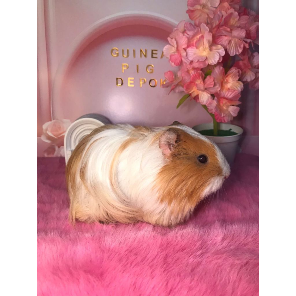 Marmut Silky Guineapig Silkie Marmut Hias