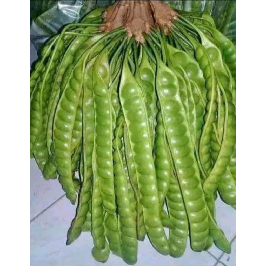 

Pete Tua 1 Ikat (10 Papan ) Asli Lumajang