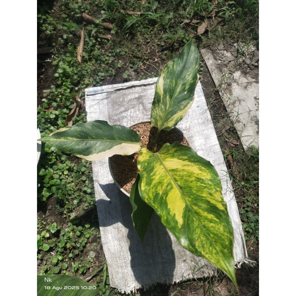 hokeri obor varigata