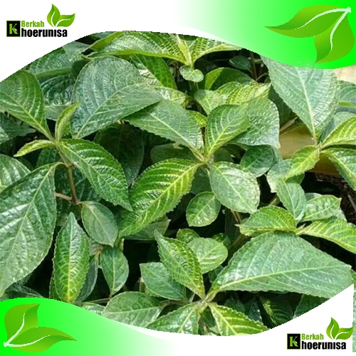 

Daun keji Beling/Pecah Beling segar 500 gram