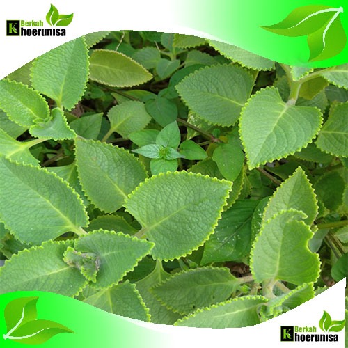 

Daun jinten segar 100 gram herbal alami fresh