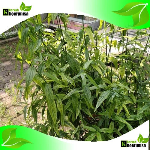 

Daun Belalai gajah 250 gram segar herbal alami