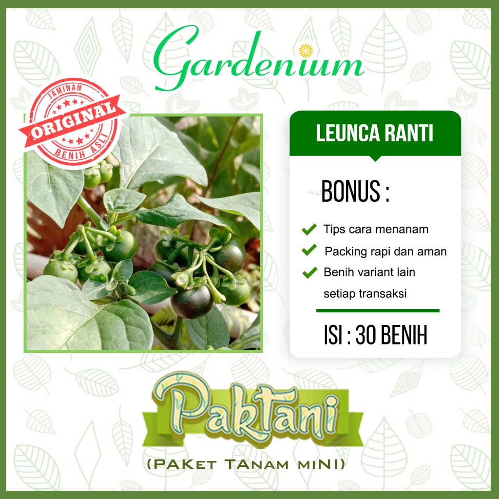 30 Benih Leunca Ranti Tanaman Sayuran Buah Unggul Paktani