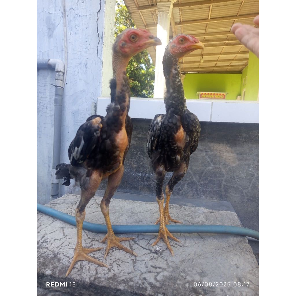 

Telur Ayam Birma Ori 100% Usia 2 Bulan (4y4m Hidup)