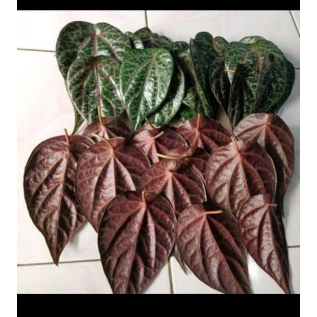 

Ready 10 Lembar Daun Sirih Merah Segar Fresh