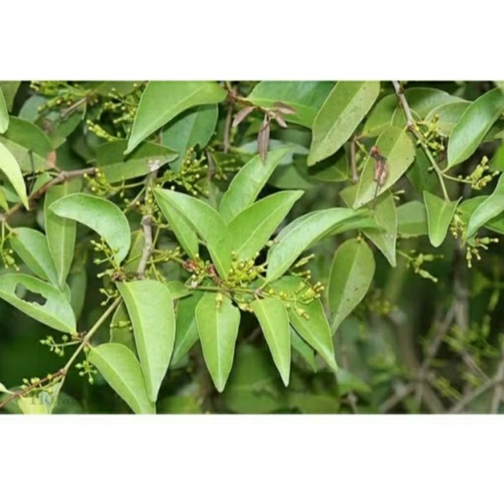 

benalu mangga petik langsung