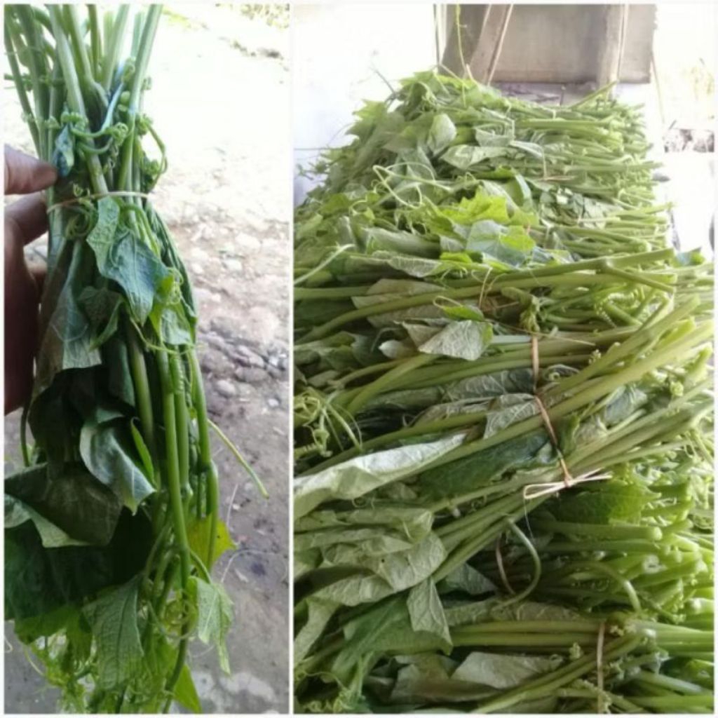 

Pucuk labu siam sayur segar 250 gram