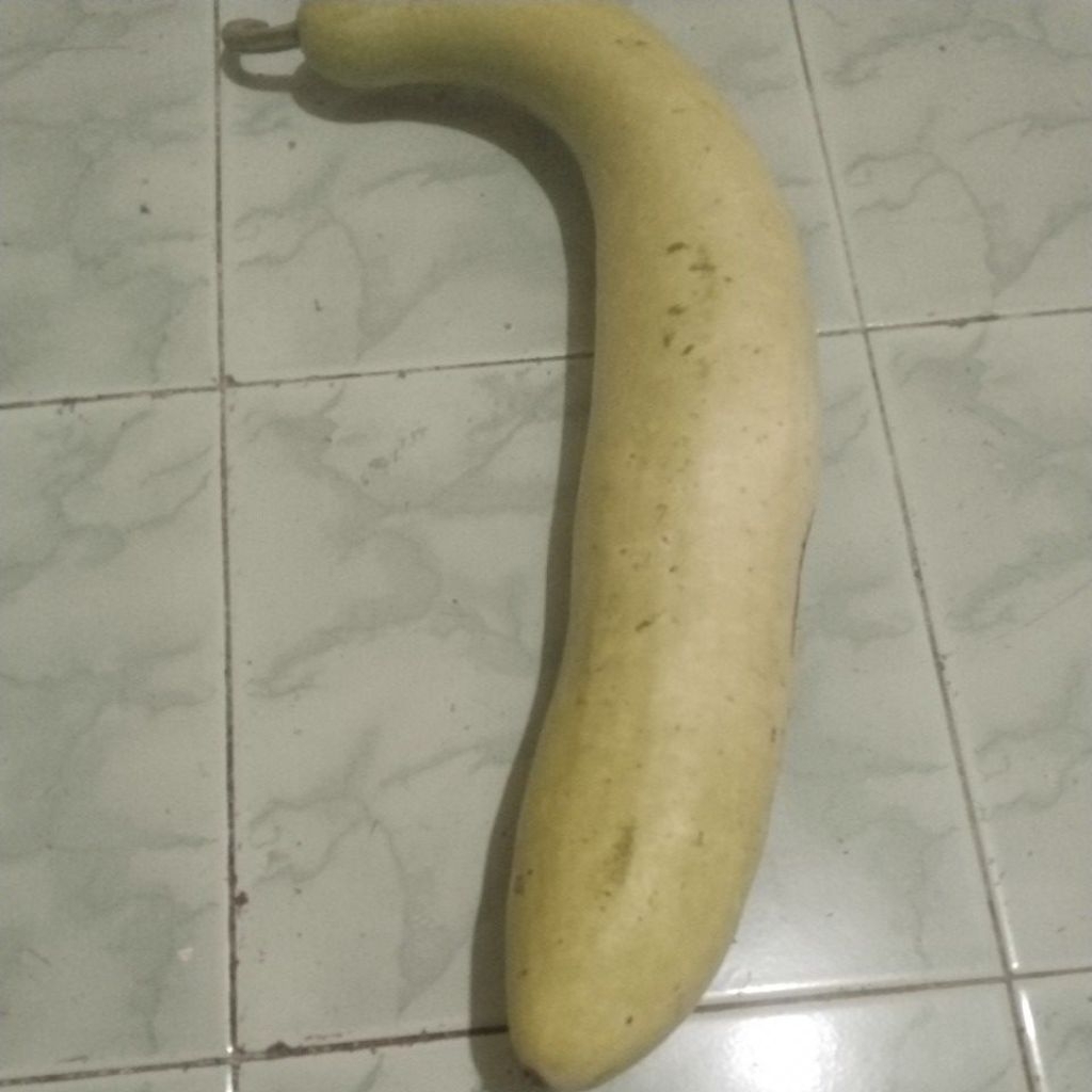 

1 buah utuh labu air