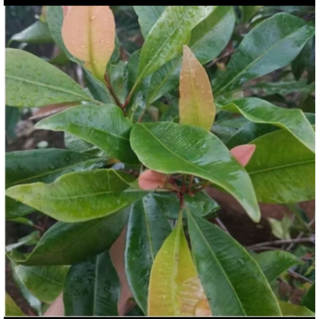 

DAUN CENGKEH SEGAR 100LEMBAR MURAH OBAT HERBAL TERBAIK OBAT HERBAL OBAT TRADISIONAL OBAT ALAMI