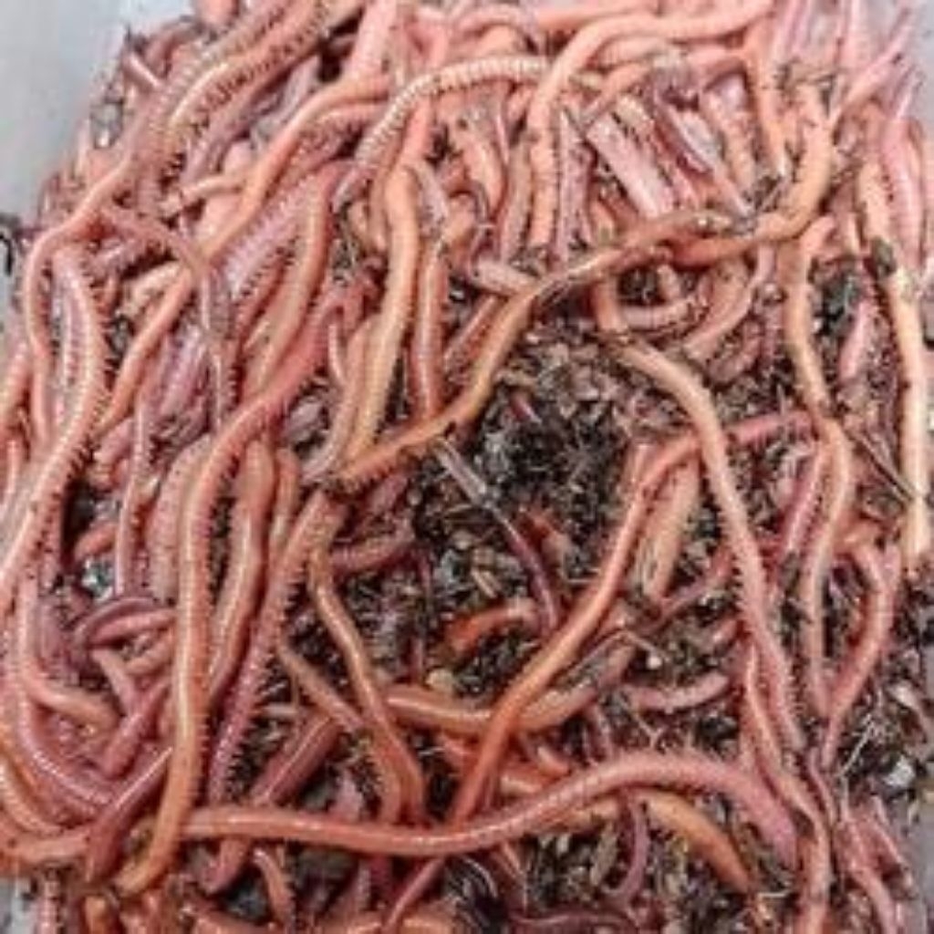 cacing laut naga merah/cacing kilang kilung merah  untuk umpan mancing ikan laut maupun ikan air taw