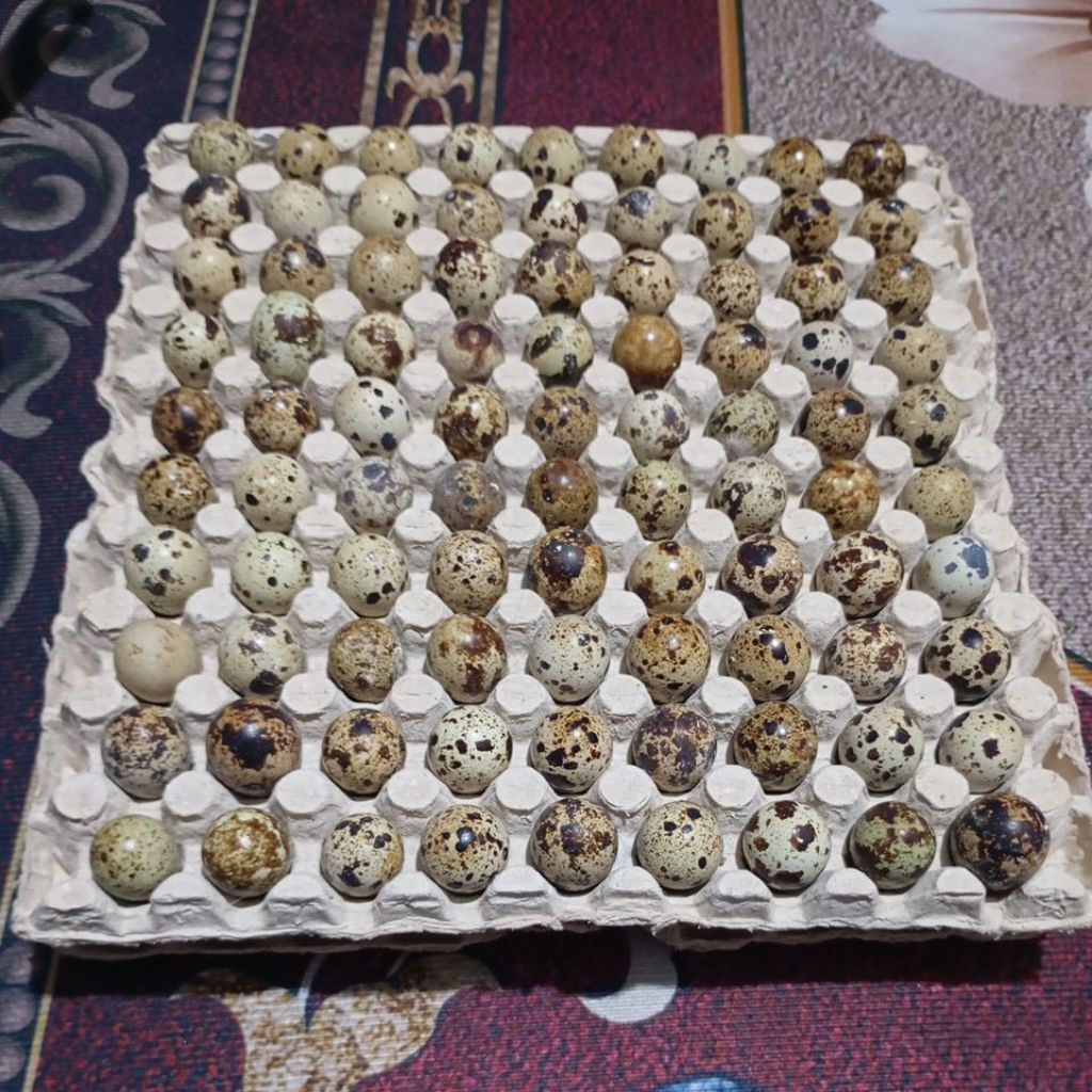 

[PROMO] TELUR PUYUH 1 RAK (90 BUTIR)