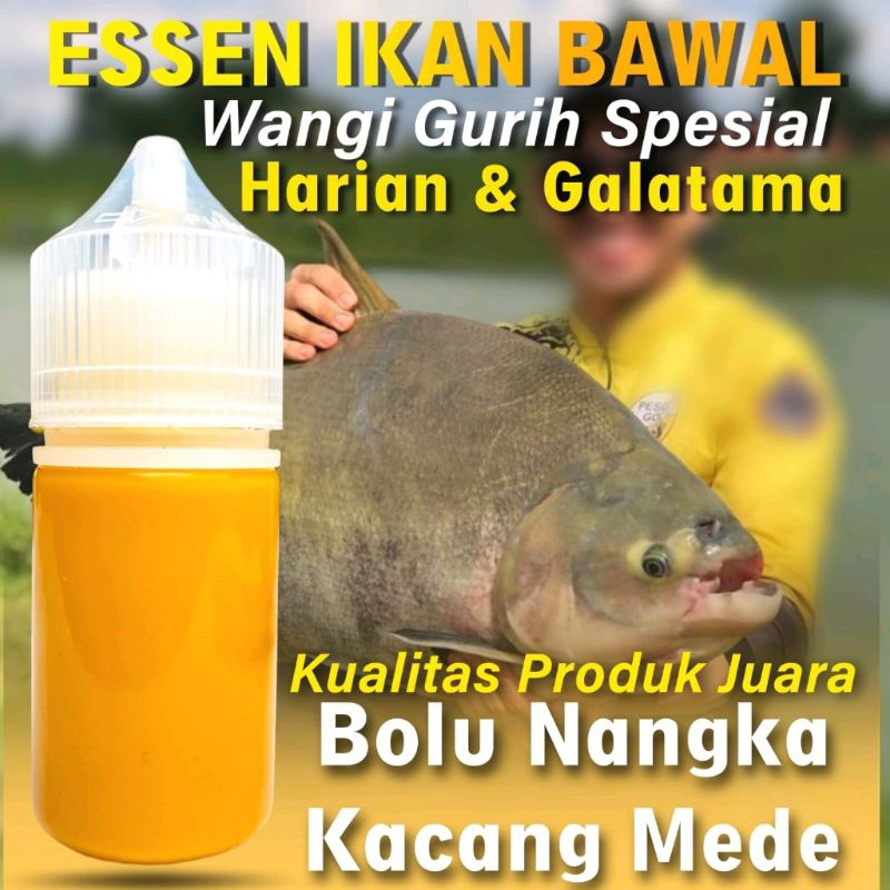 Essen Oplosan Aroma Bolu Nangka Kacang Mede Paling Gacor, Essen Khusus Ikan Mas,bawal,dan gurame