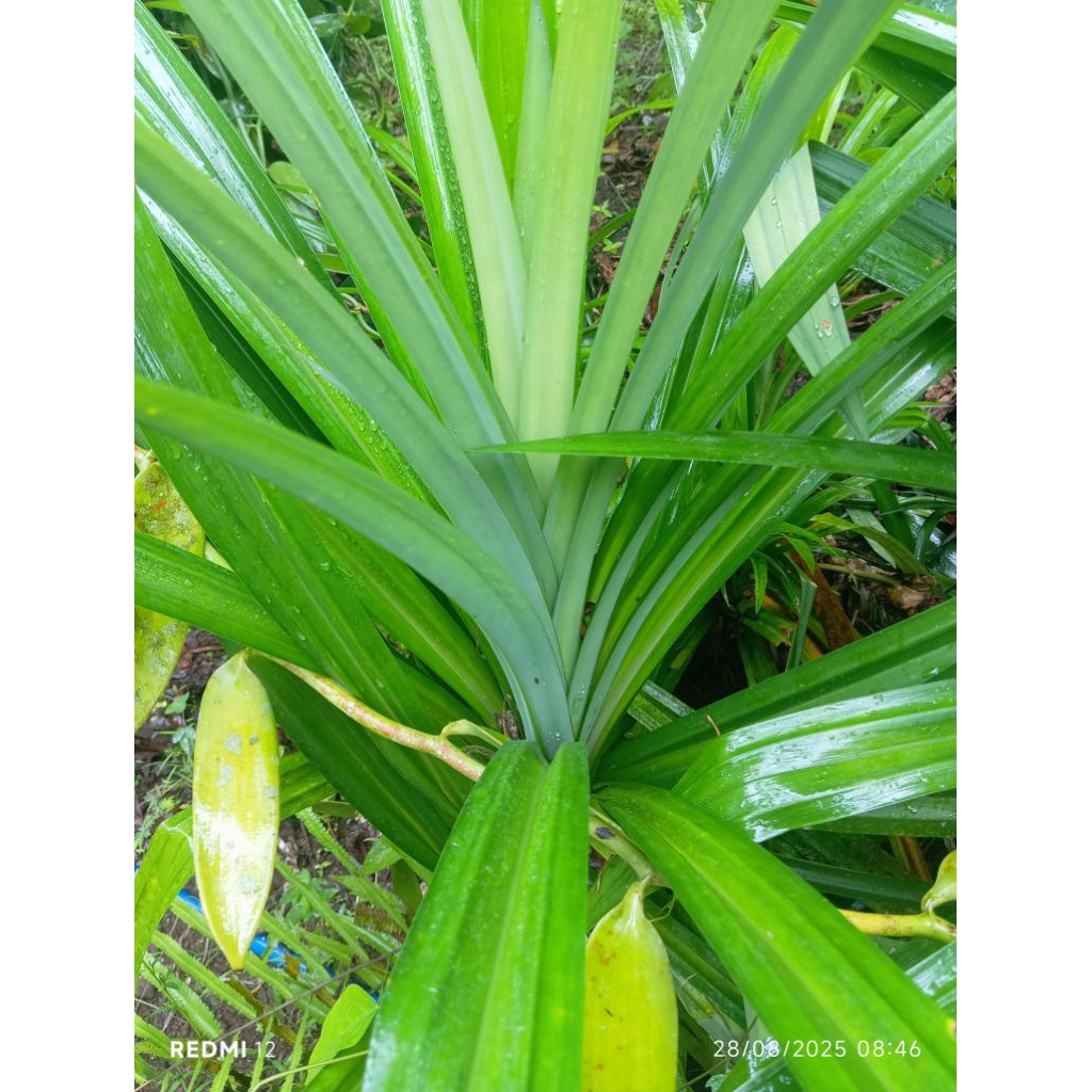 

Daun Pandan Cocok Untuk Masakan Paket Komplit