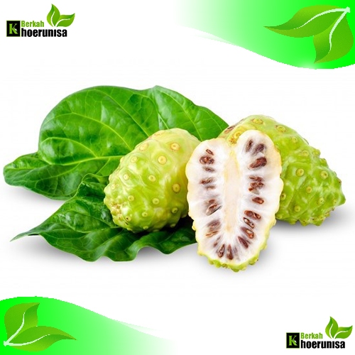 

Buah mengkudu (Morinda citrifolia) segar 1 kg rempah dan herbal alami