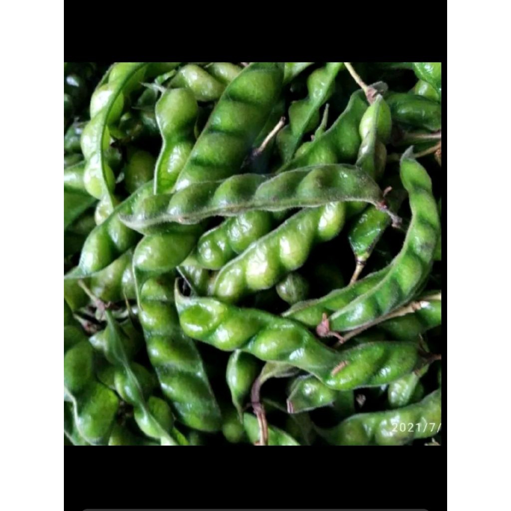 

lalabna hiris seger dari kebunku 500kg hrg 15000