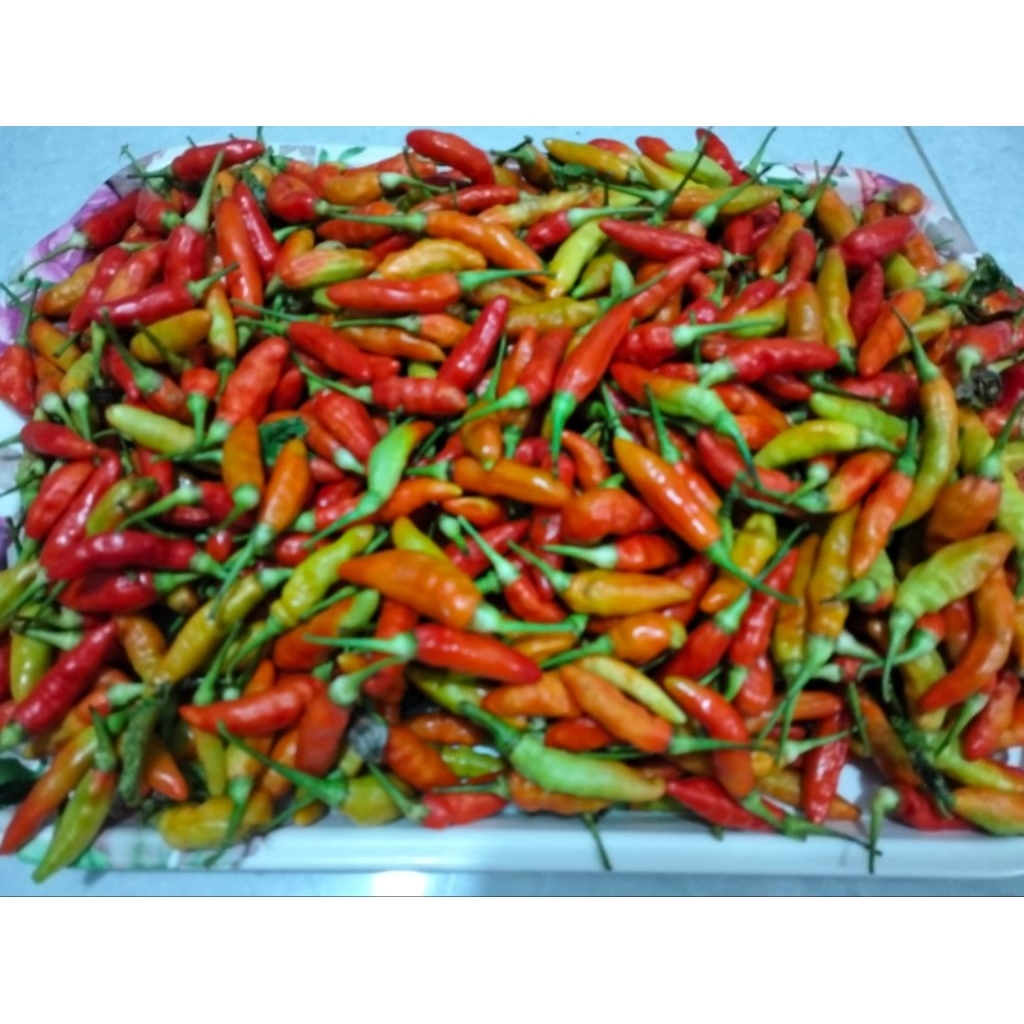 

CABE RAWIT 1 KILO SEGAR BERKUALITAS