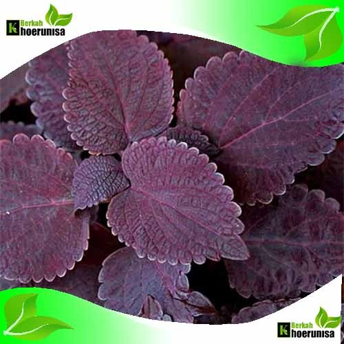 

Daun Miana jawer kotok merah 200 gram herbal alami fresh