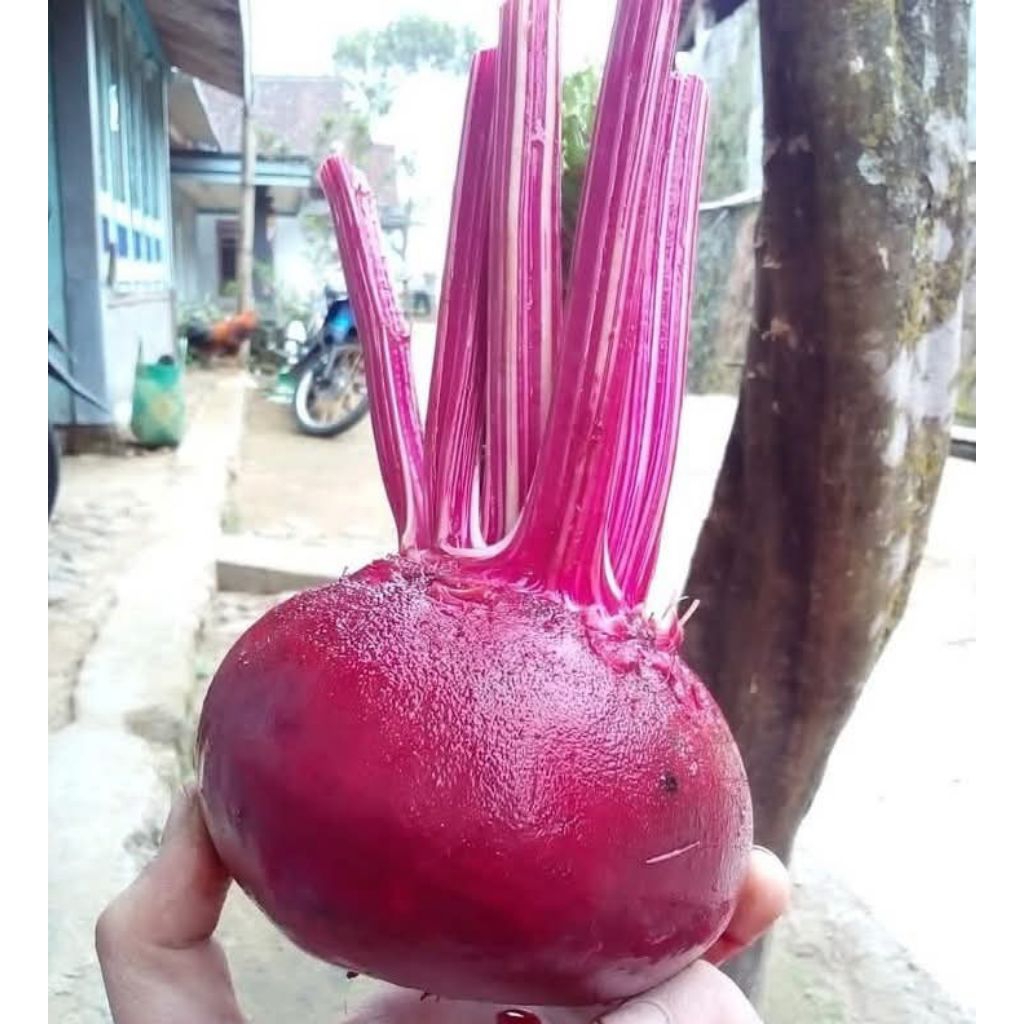 

Buah Beet Root Segar 1kg Spek Supermarket