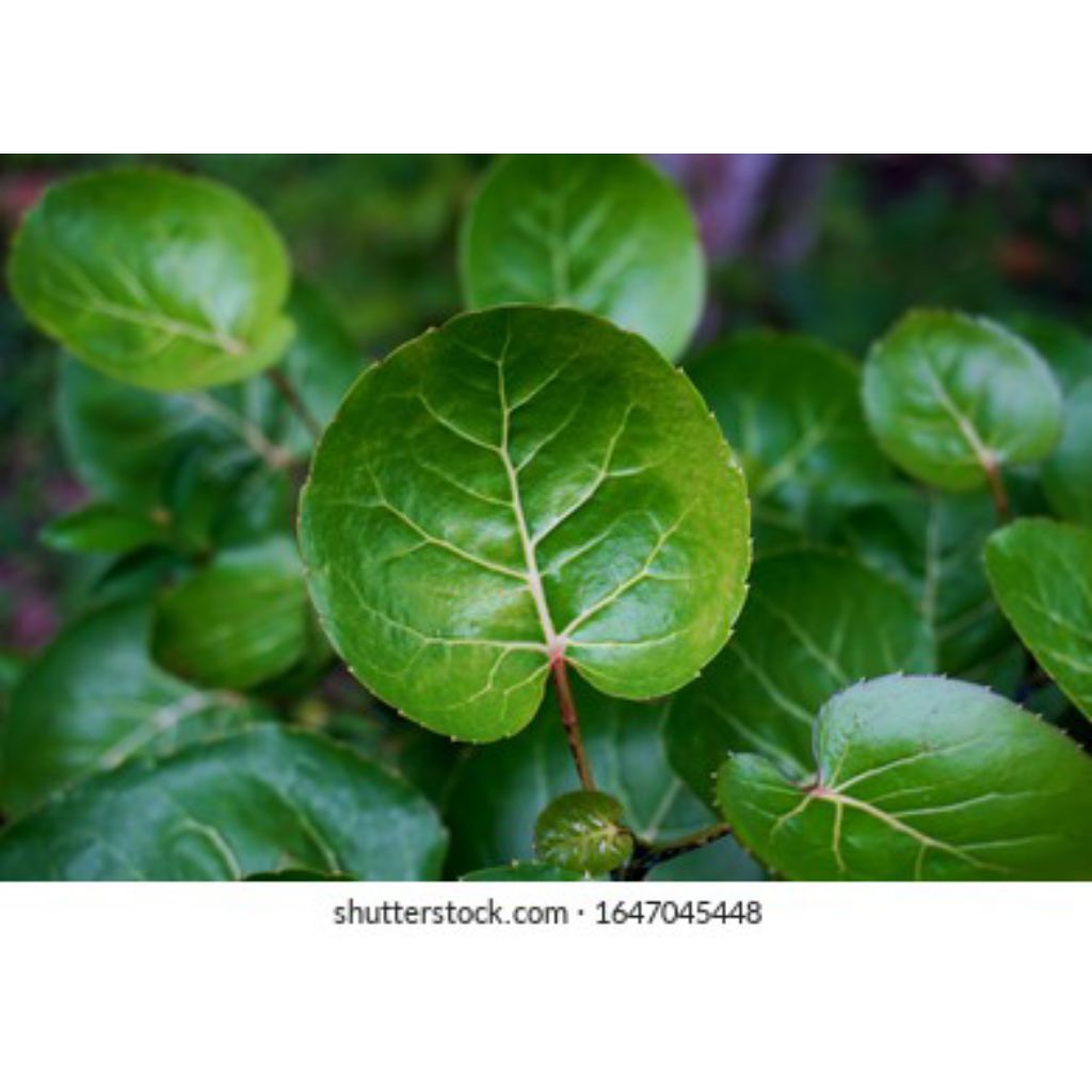 

daun mangkokan segar langsung petik per 250g